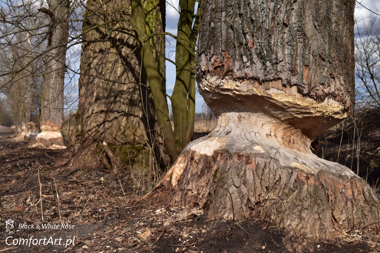 Torfowisko Wielkie Błoto bobrowe drzewa